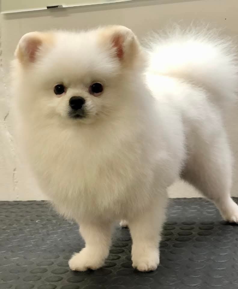 Pomeranian - 2