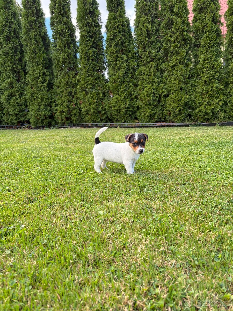 Šteniatka jack russel teriér - 2