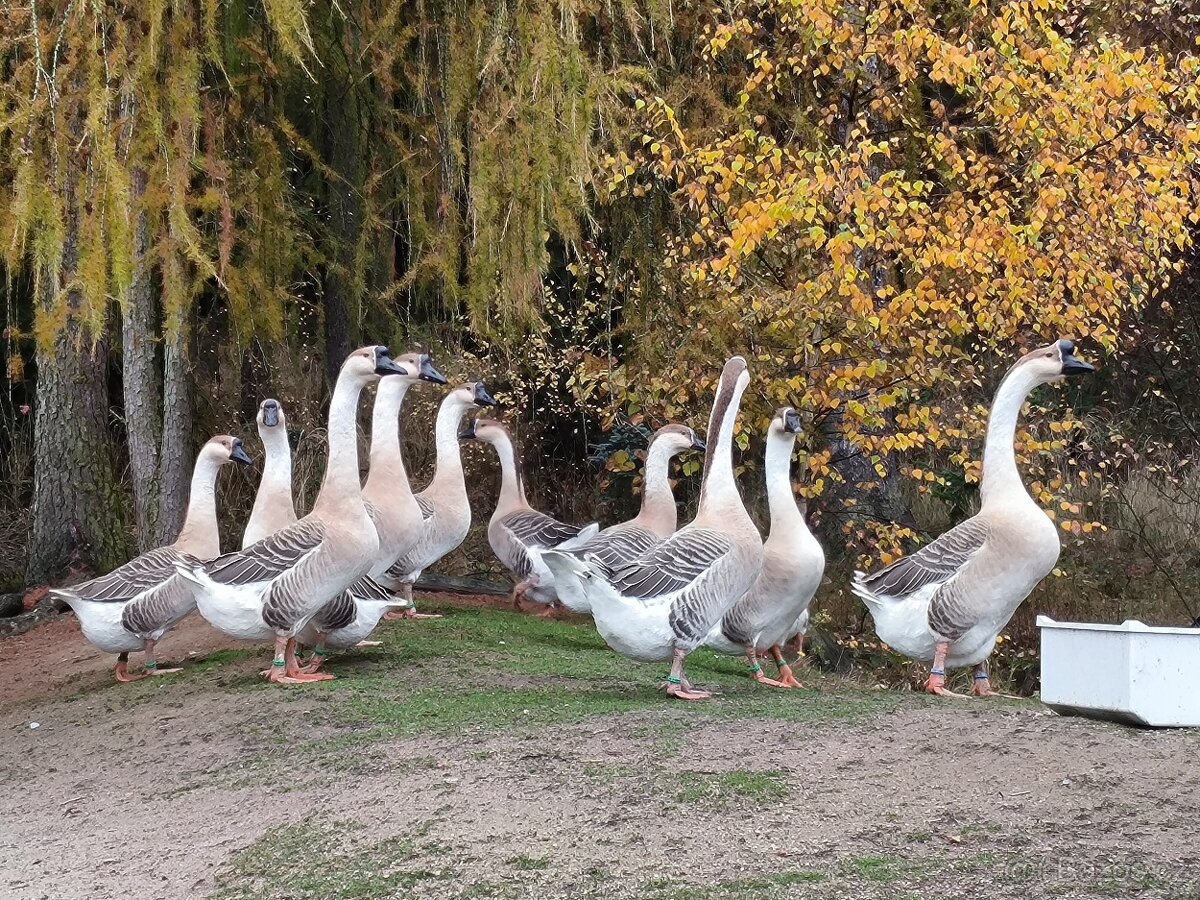 Husa labutí šedá - 2