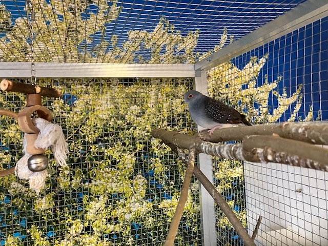 Holoubek diamantový - 2