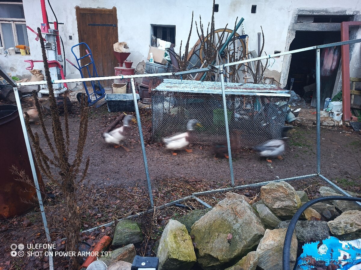 Kachna saská a ruánská - 2