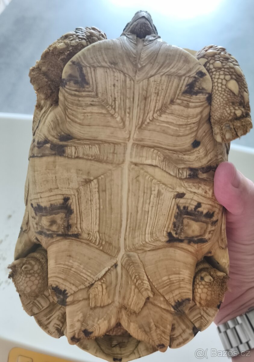 Želva pardálí - 2