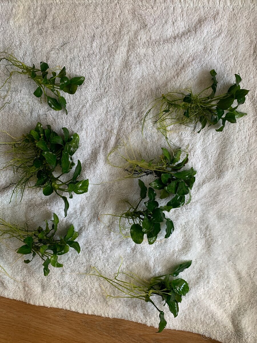 Anubias míní - 2