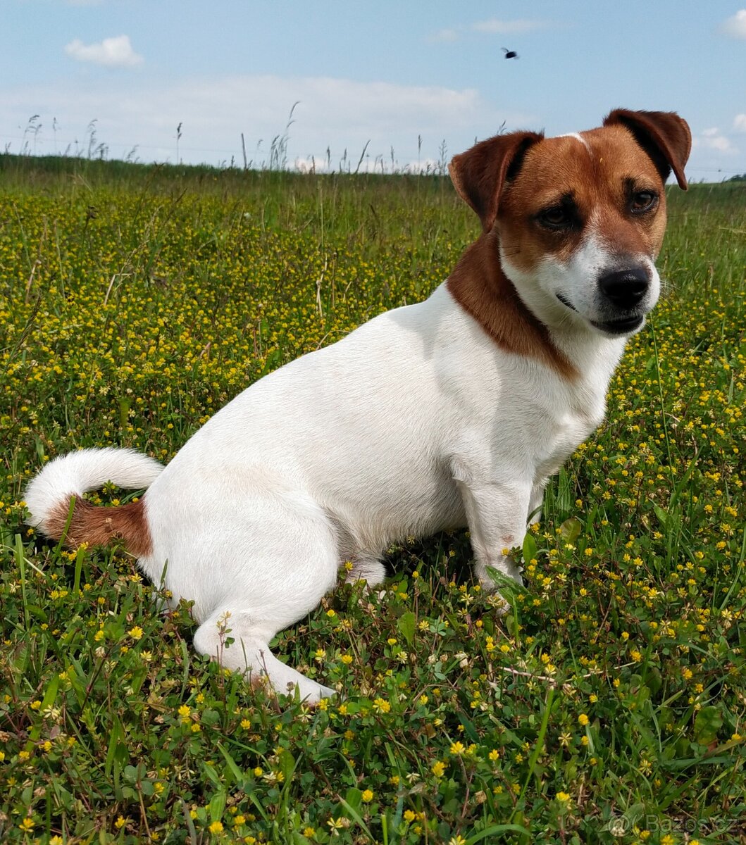 Krytí Jack Russell - 2
