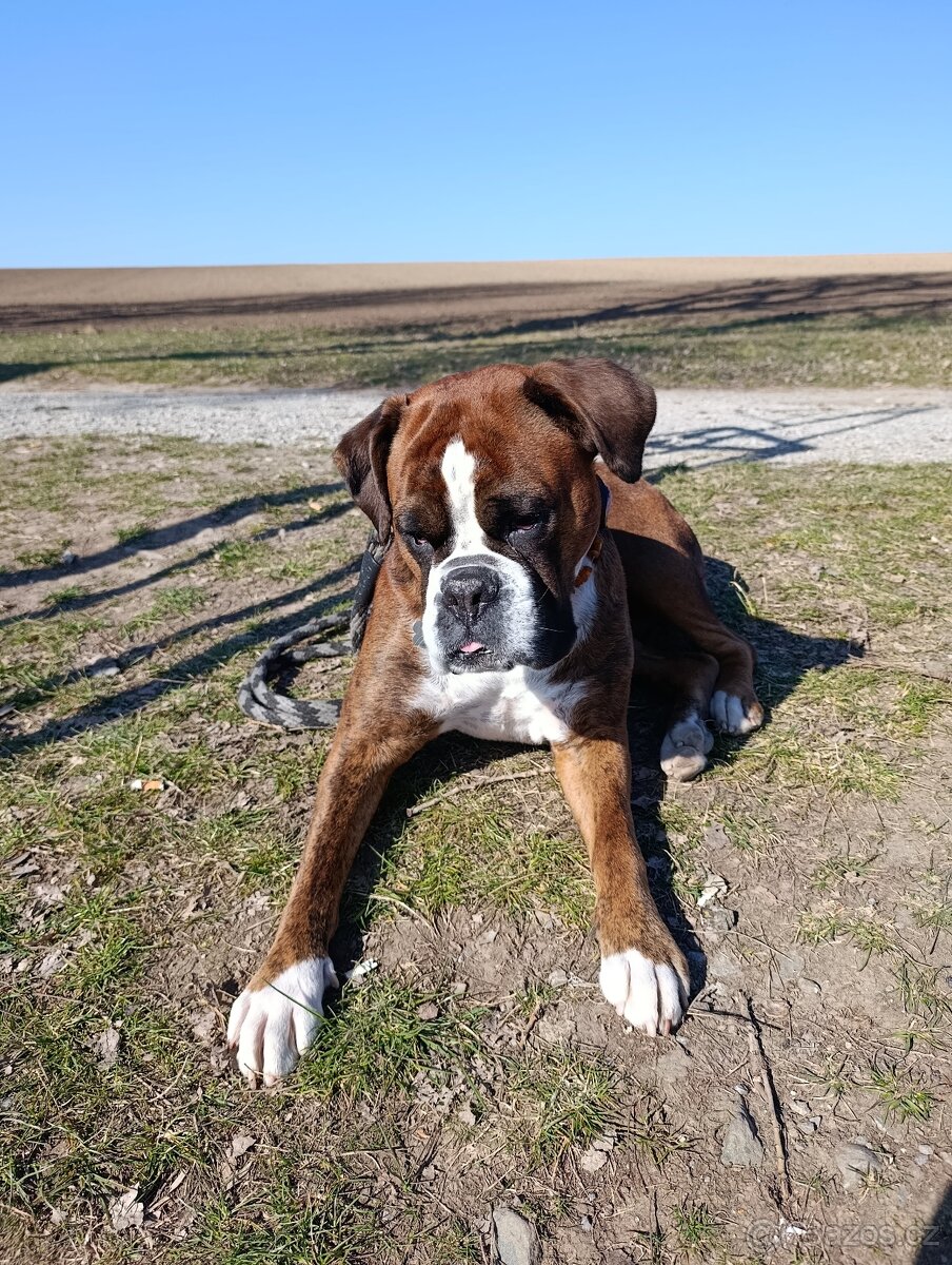 Německý boxer - 2