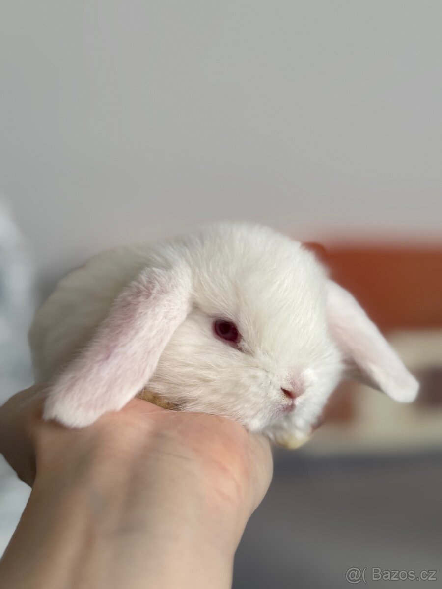 Zakrslý beránek bílý s PP - 2