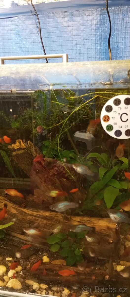 Platy,paví očka samce a skarály - 2