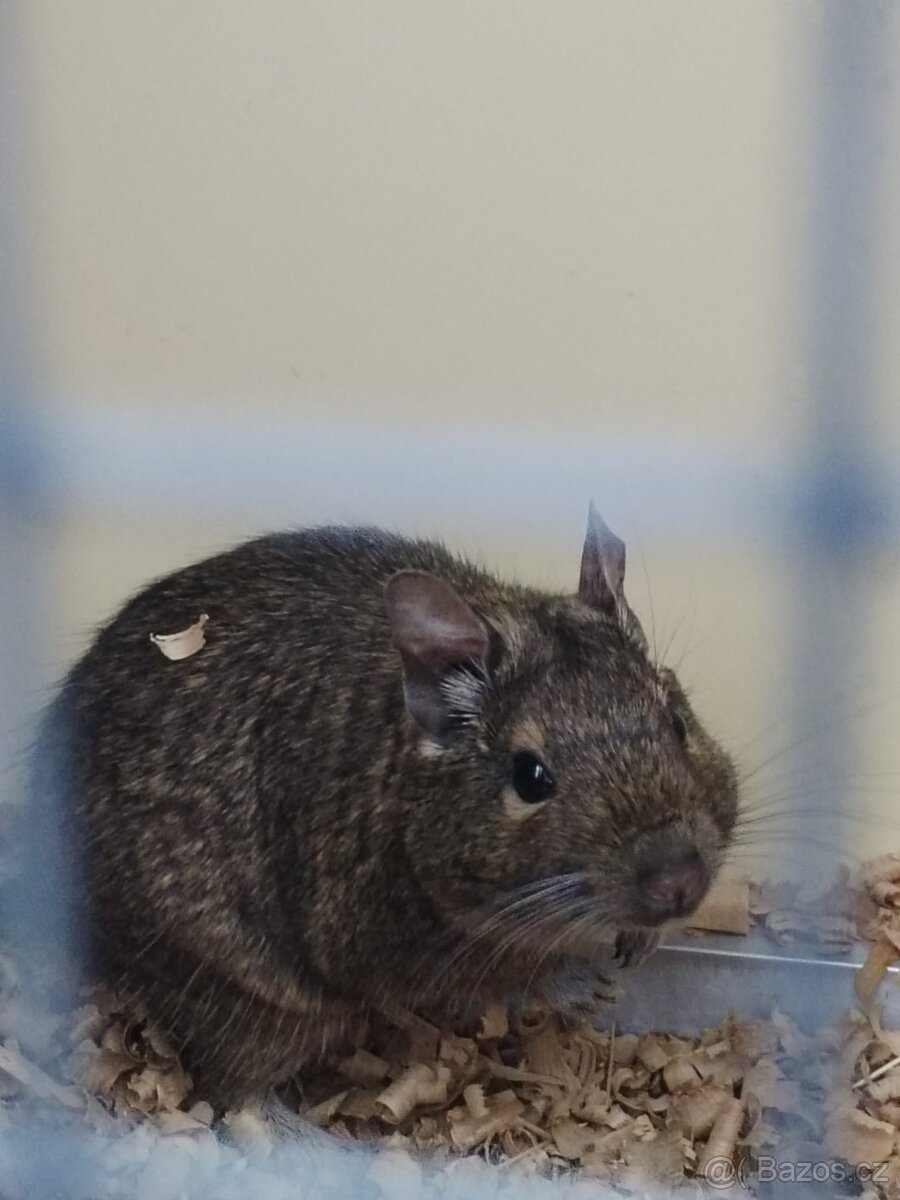 4 samičky Osmáka degu - 2
