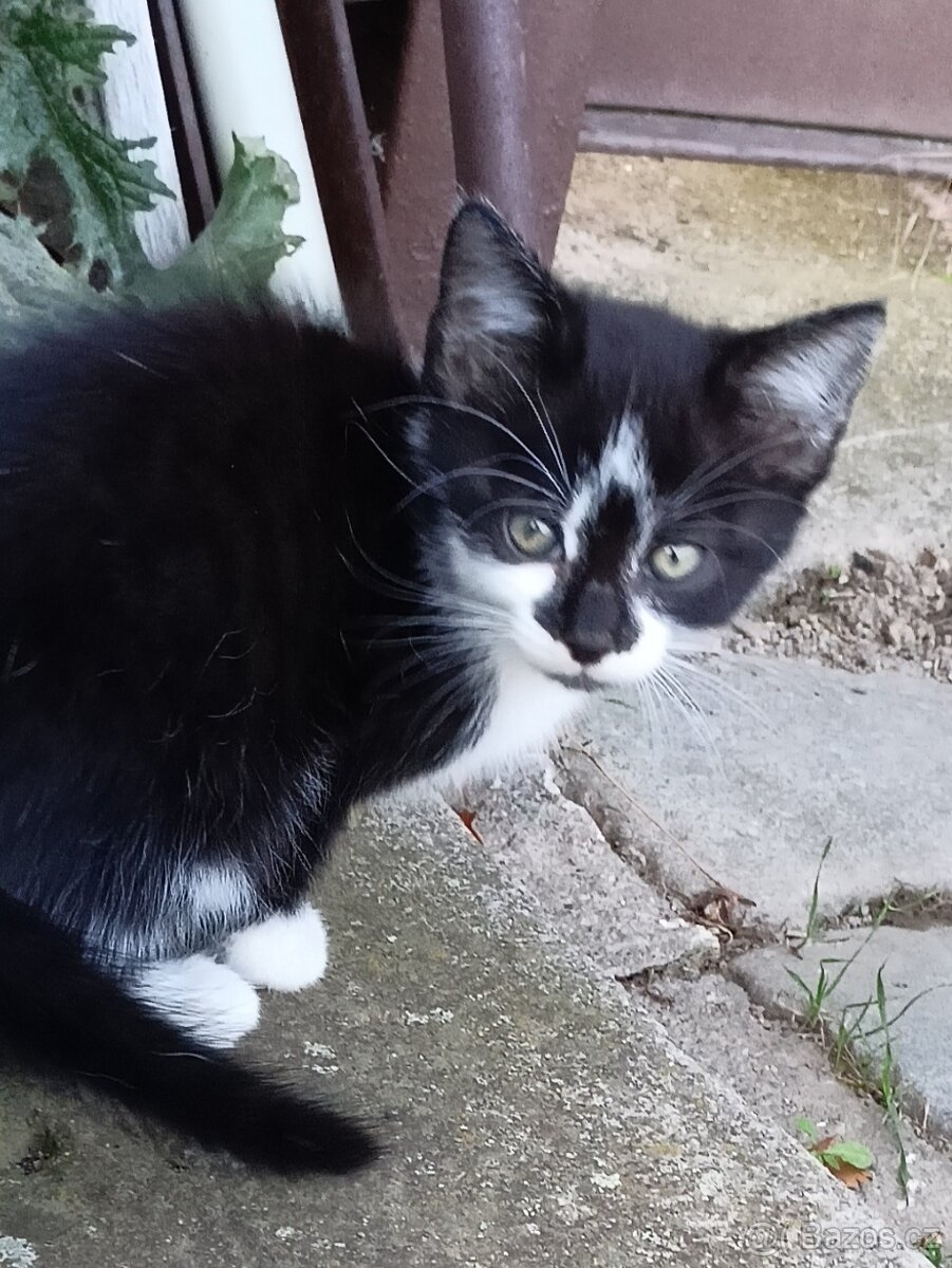 Daruji koťátka - 2