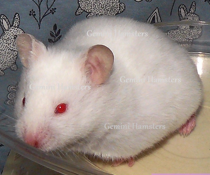 KŘEČEK SYRSKÝ s PP (Brno - venkov) - 2