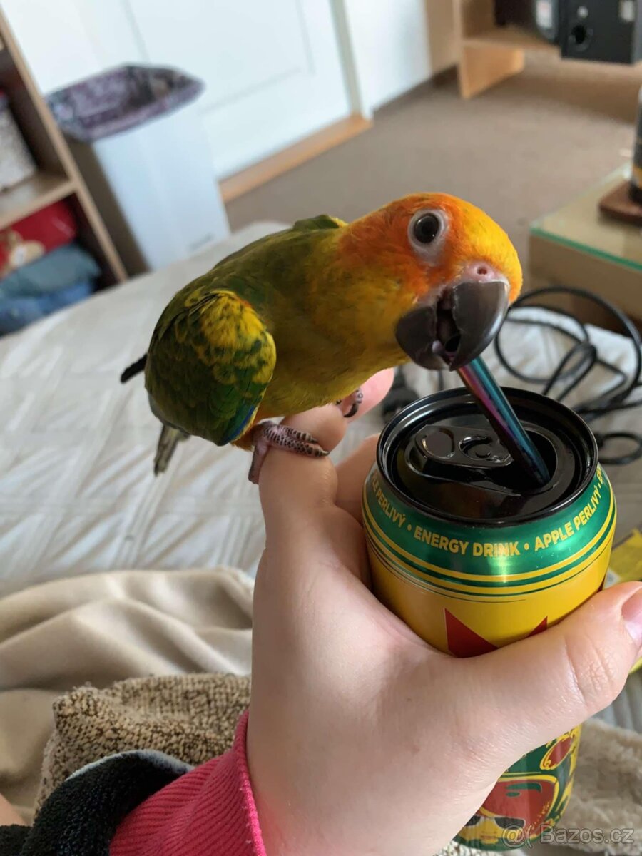 Prodám pár papoušků (NE jednotlivě) - Aratinga Sluneční - 2