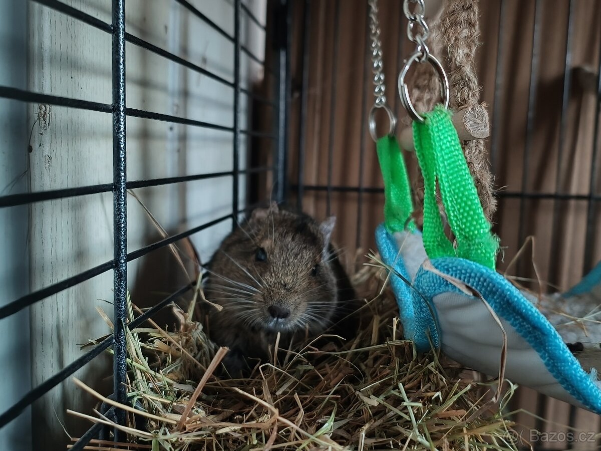 Daruji osmáky - samičky - 2