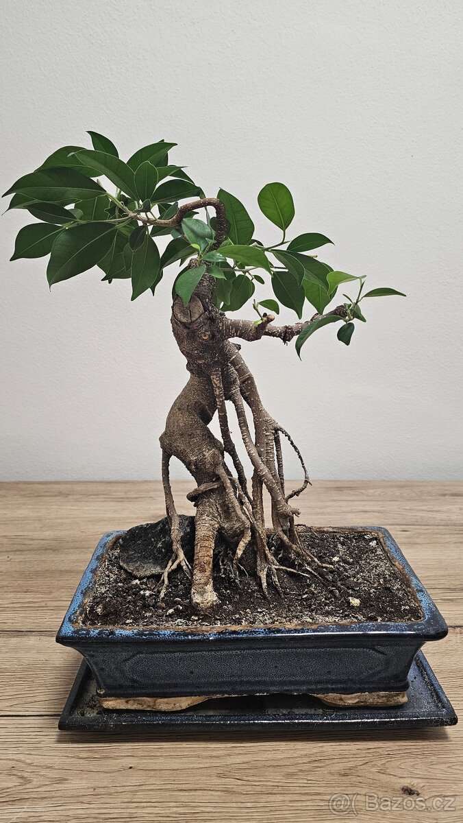 Bonsai Ficus Retusa - 2