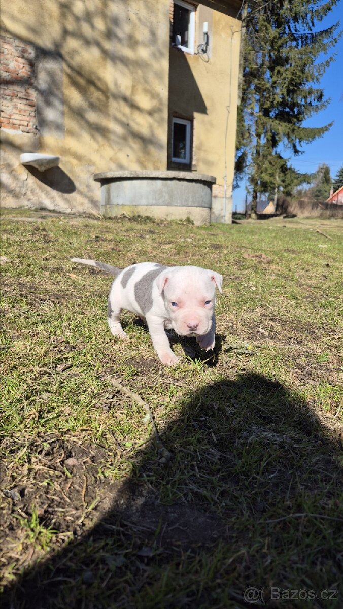 Americký stafordšírský teriér bez pp - 2