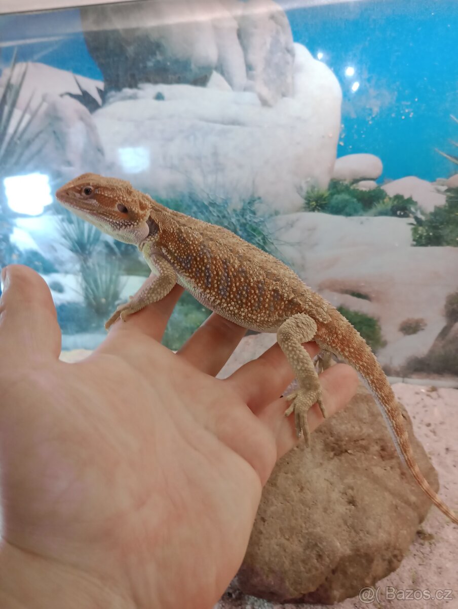 Agama vousatá (Pogona vitticeps) - 2