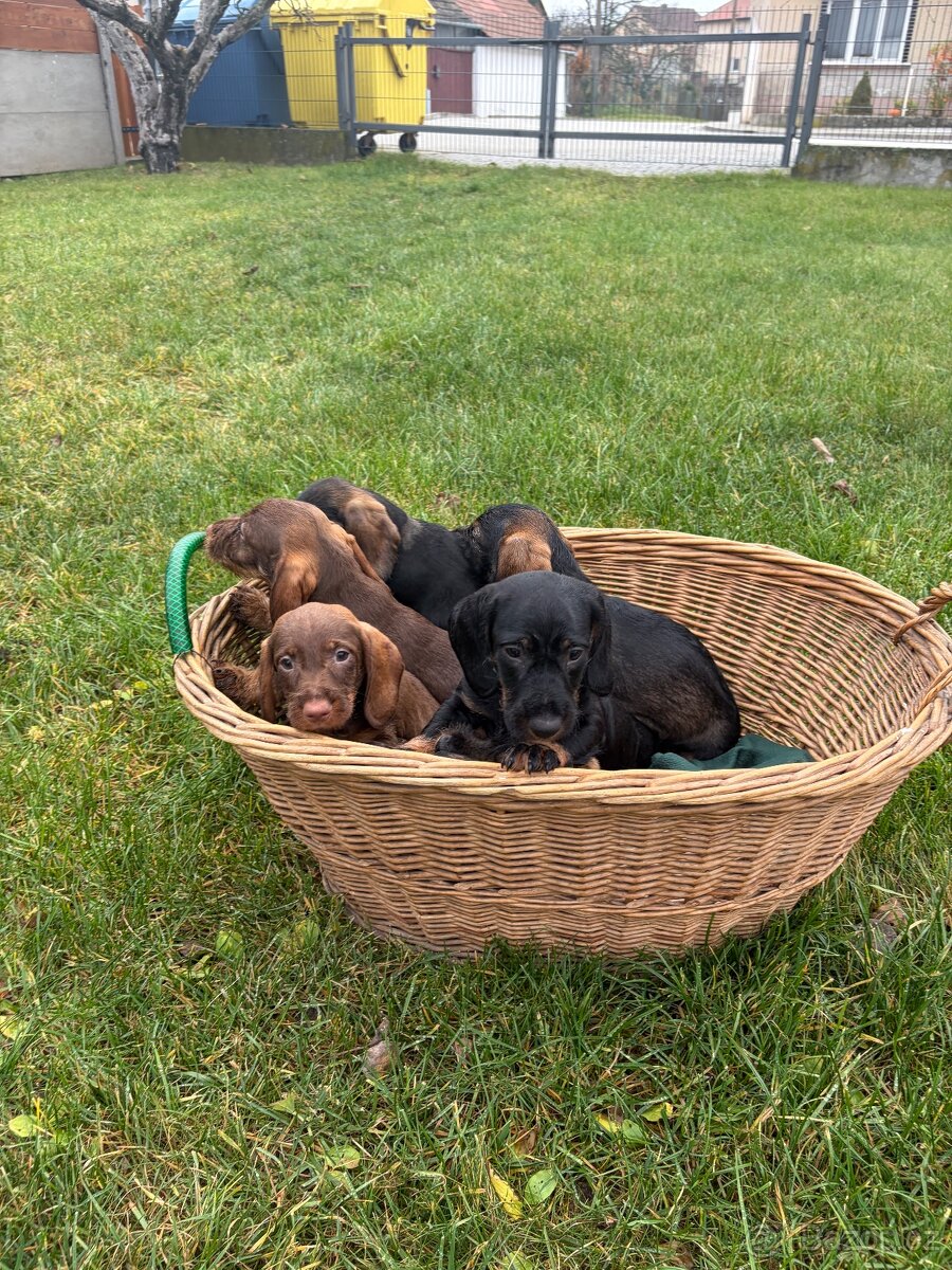 Štěňátka jezevčíka - 2