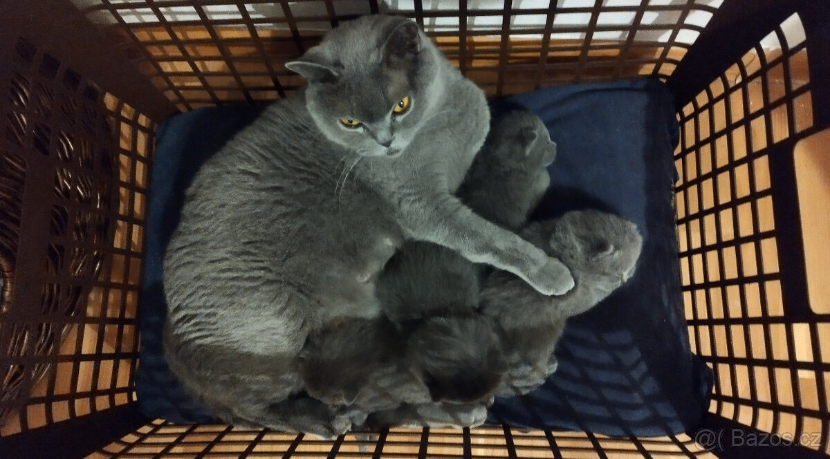Britská koťata - 2