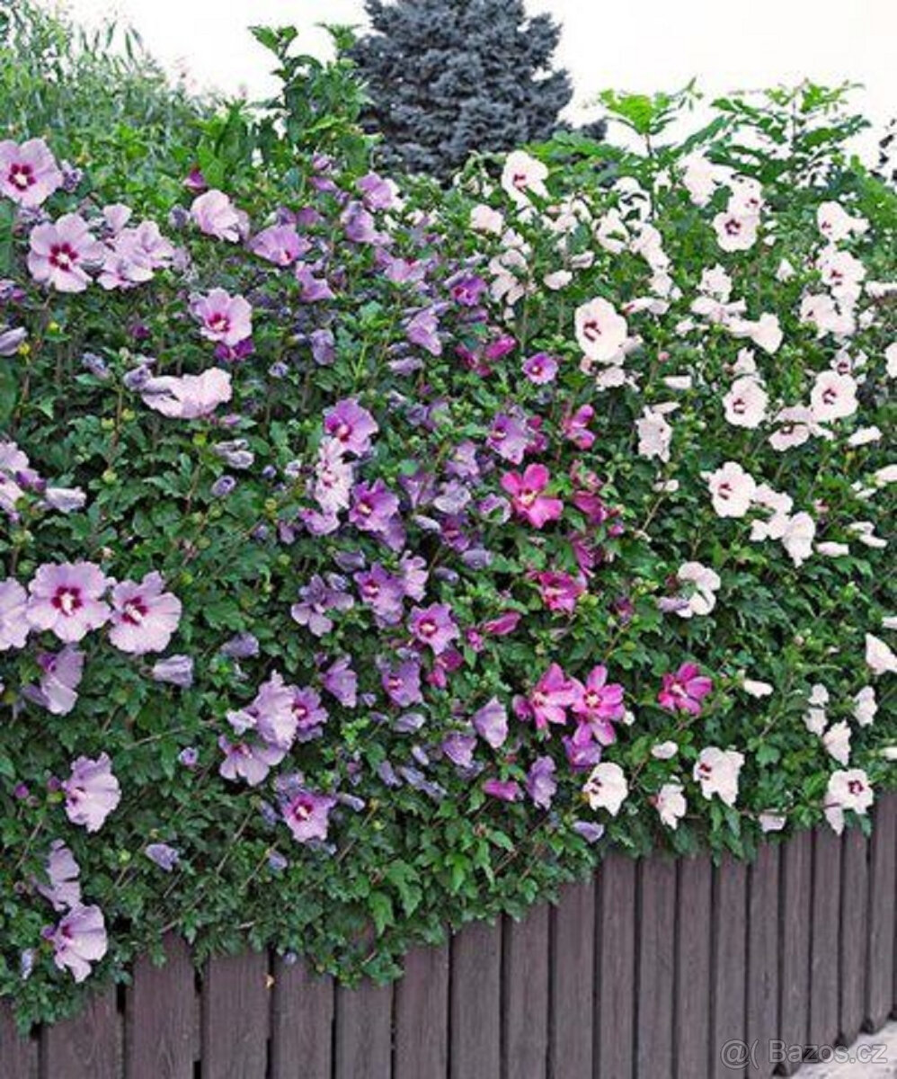 IBIŠEK SYRSKÝ stovky semen vypěstujte si kvetoucí živý plot - 2