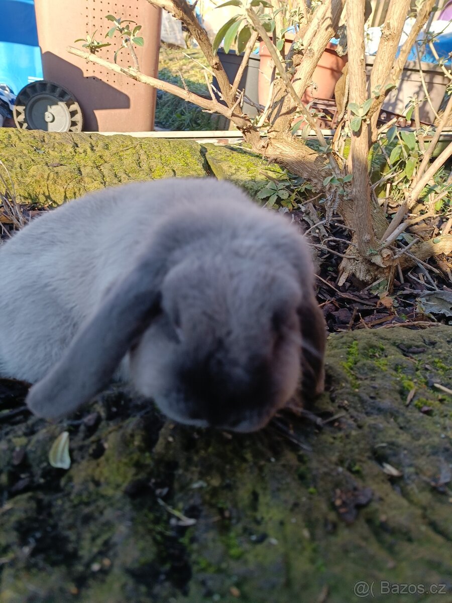 Beránek modrý kuní s PP ČSCH - 2