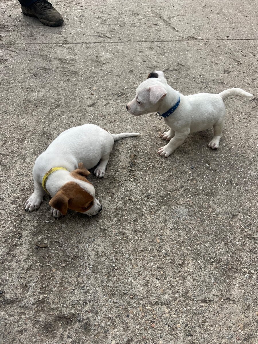 Jack Russell teriér - 2