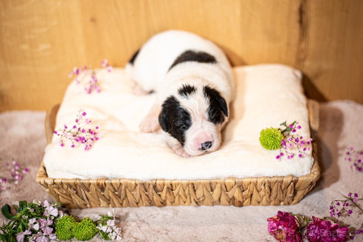 Landseer - štěňata s PP - 2