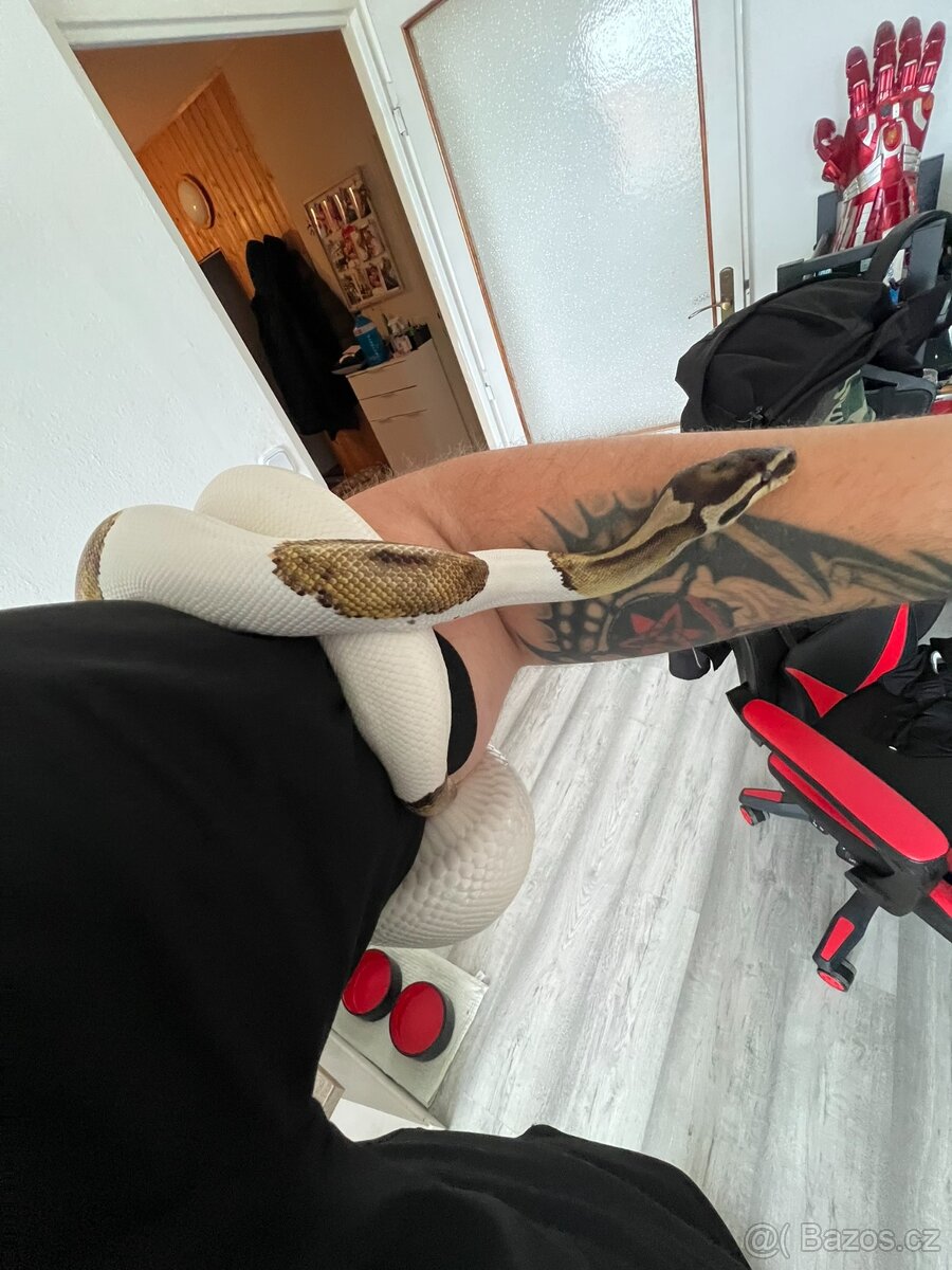 Krajta Královská 1.0 Piebald - 2