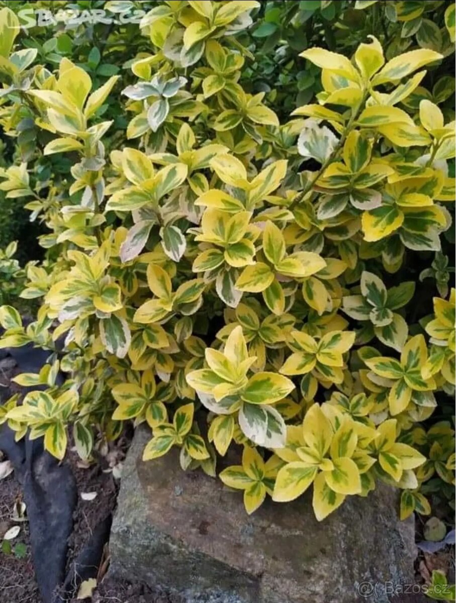Buxus sempervirens - 2
