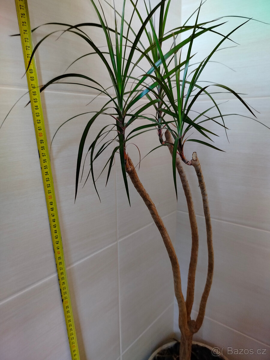 Prodám Dracaenu Marginata - 2