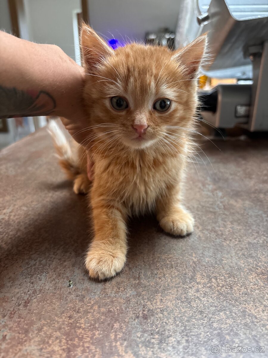 Daruji koťátka - 2