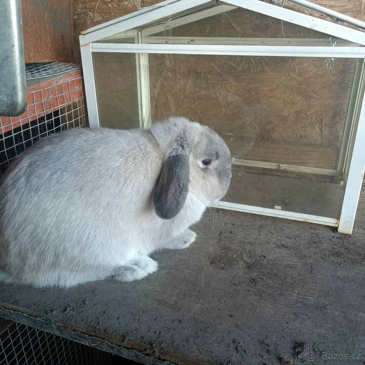 Zakrslý beránek - 2