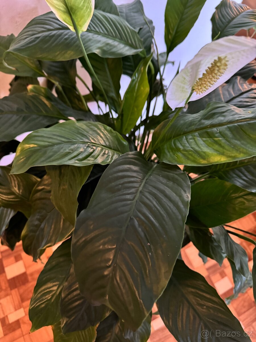 Spathiphyllum – Toulcovku (Lilie míru) - 2