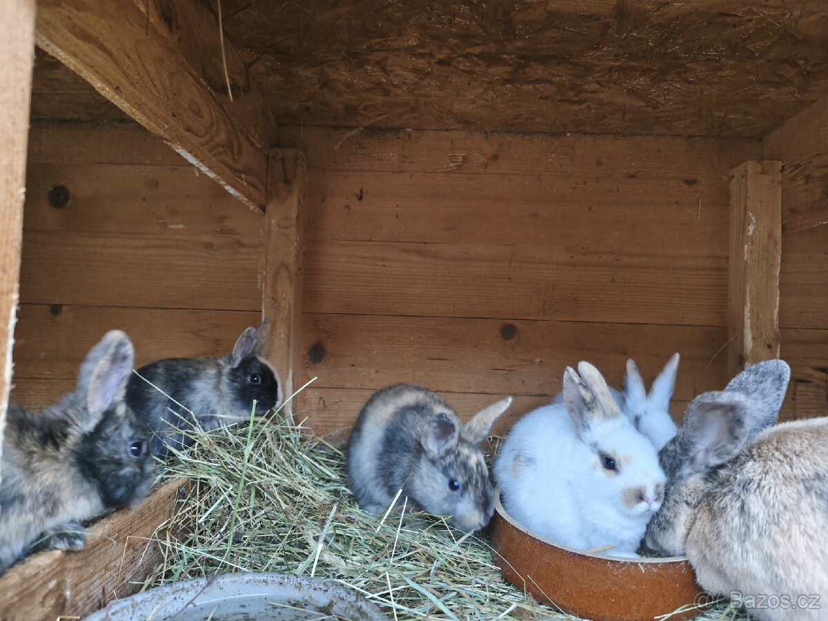 Zakrslý králík - 2