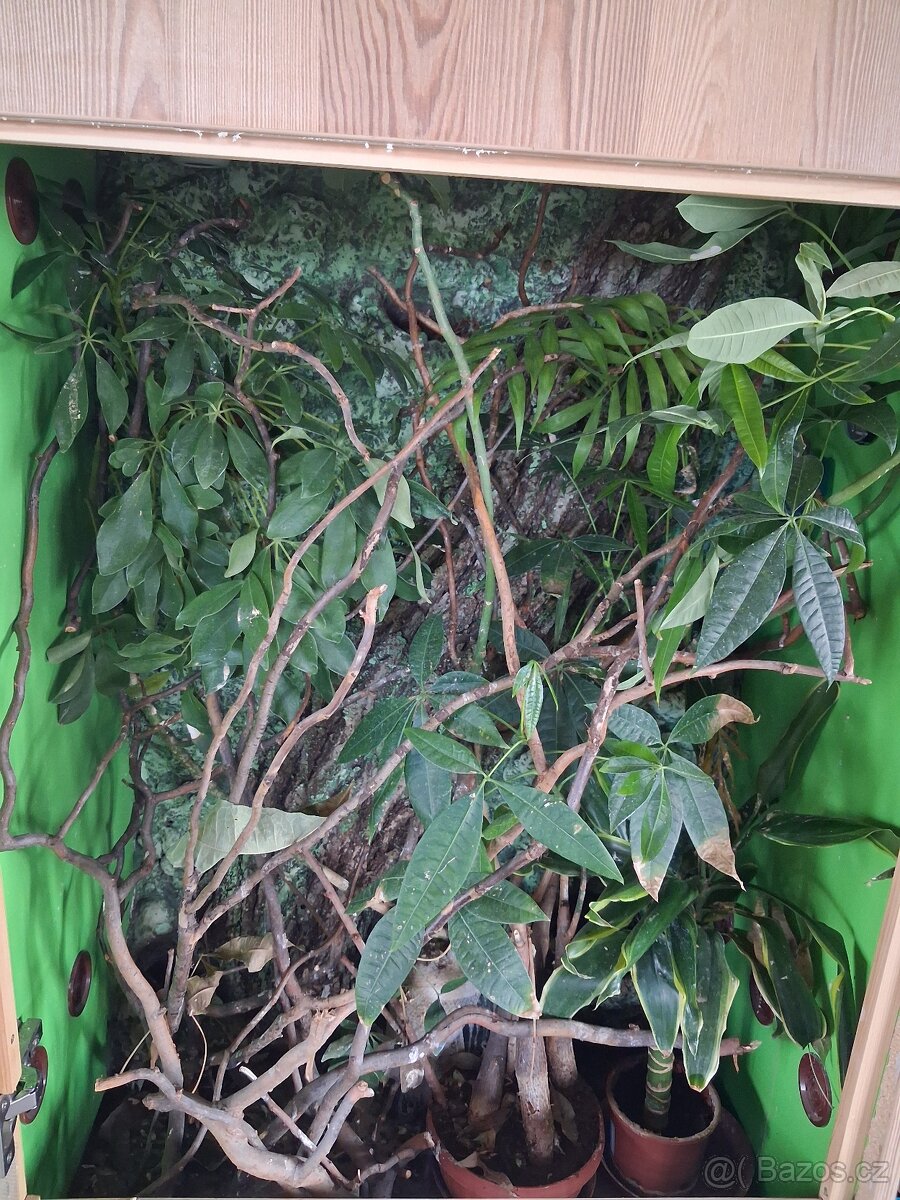 Terárium pro chameleona - 2