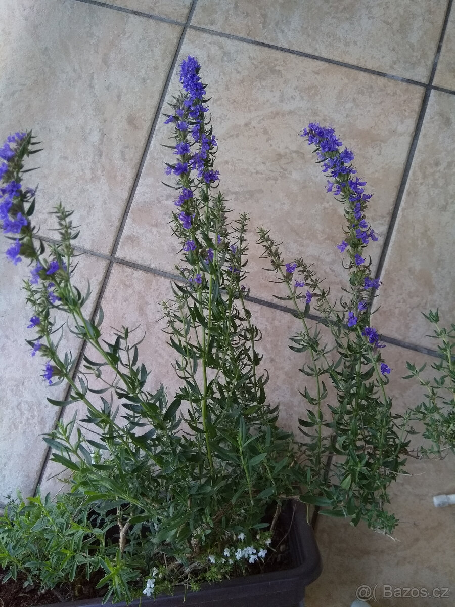 Yzop, bylinka, trvalka, semínka 50ks - 2