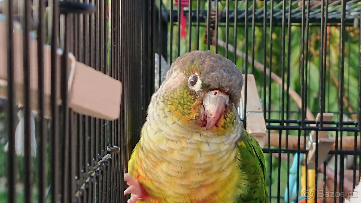 Pár Pyrura zelenolící 2018 - samec pineapple, samice opalín - 2