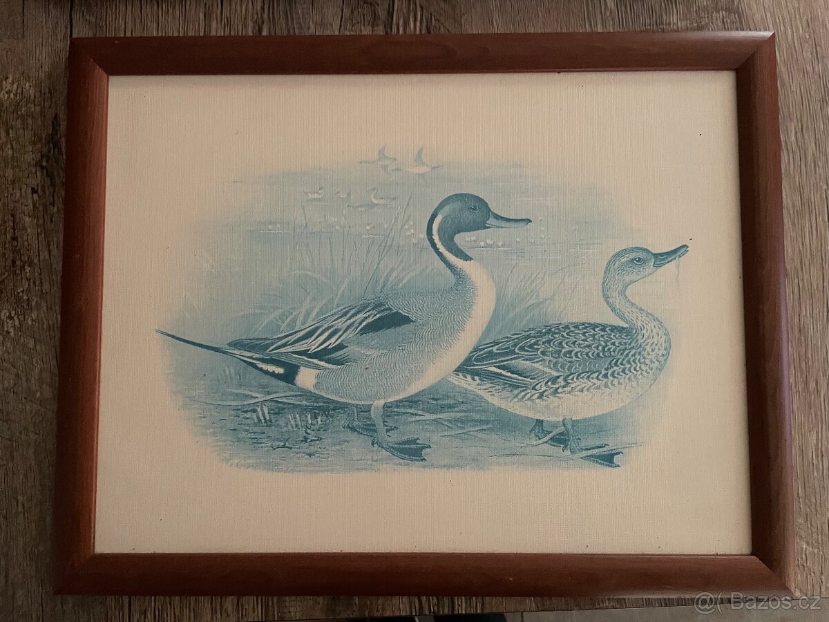 Dekorace obrazky - 2