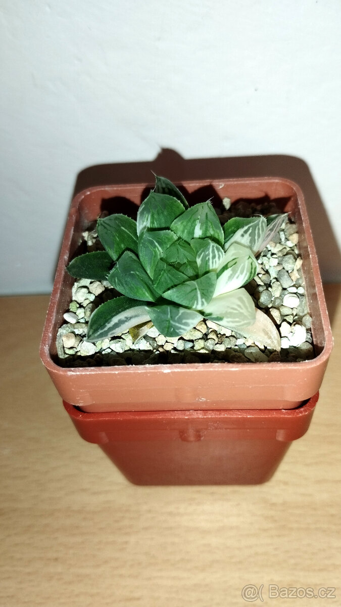 Haworthia obtusa 'Marin' variegated ( sukulent ) - 2