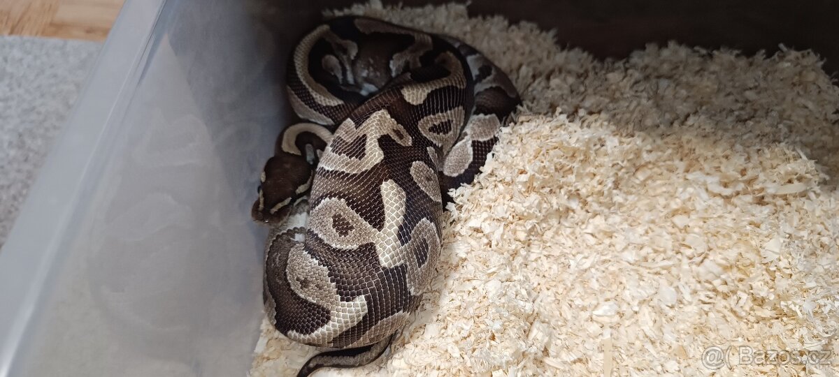 Krajta královská - 2