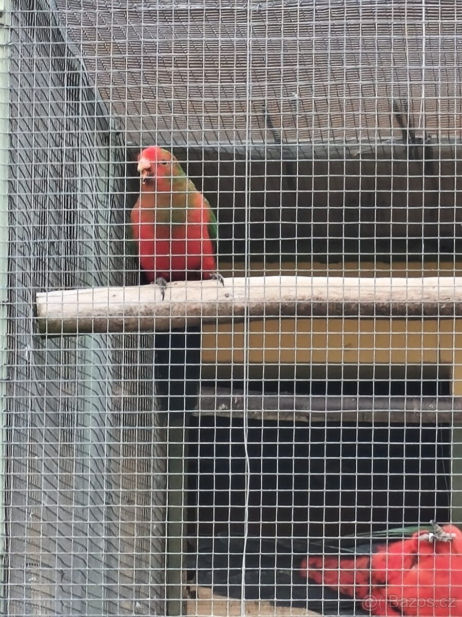 PAPOUŠEK KRÁLOVSKÝ, HORSKÝ A ZPĚVAVÝ - 2