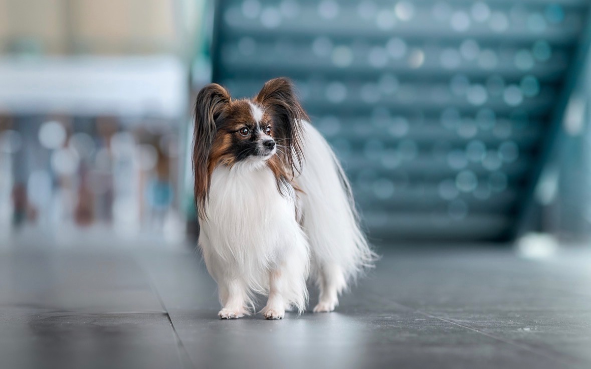 Papillon /krycí pes - 2