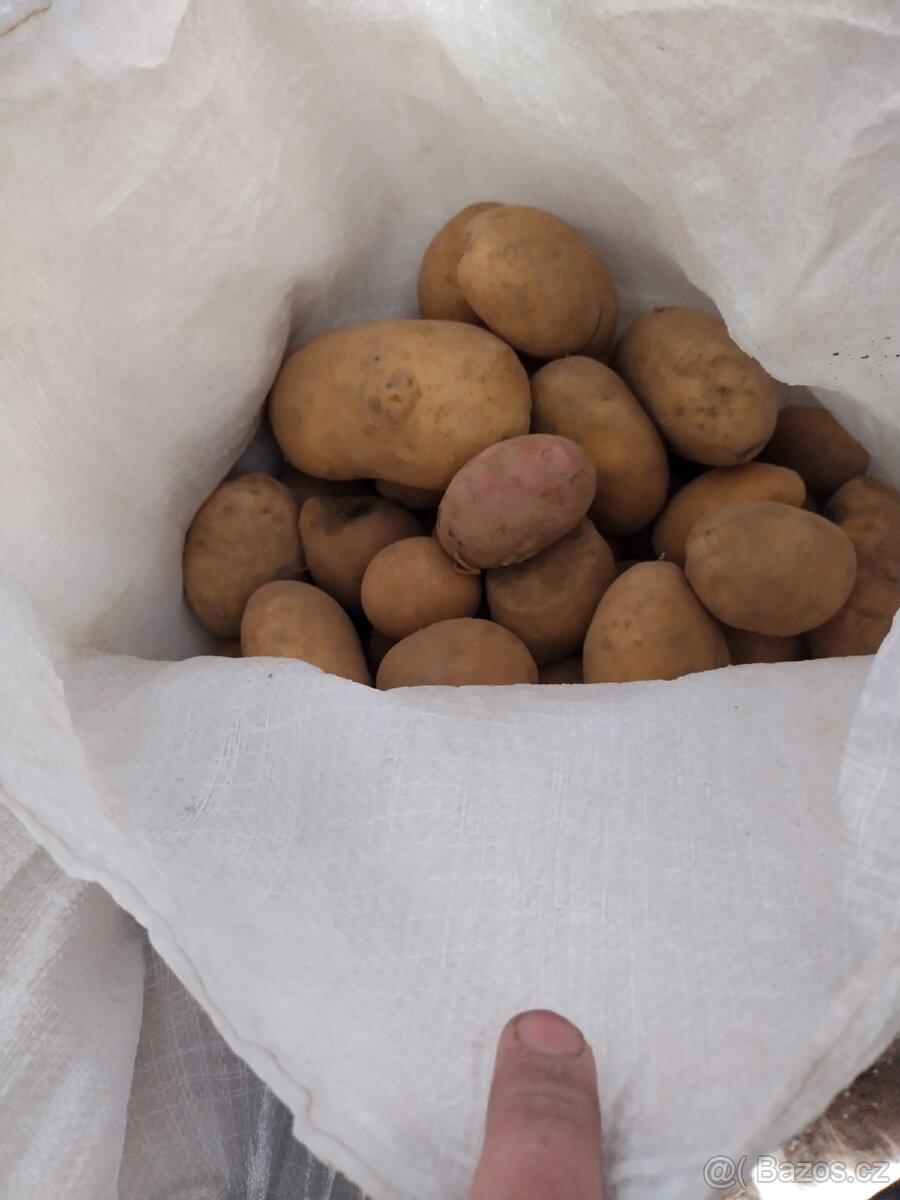 Krmné brambory - 2