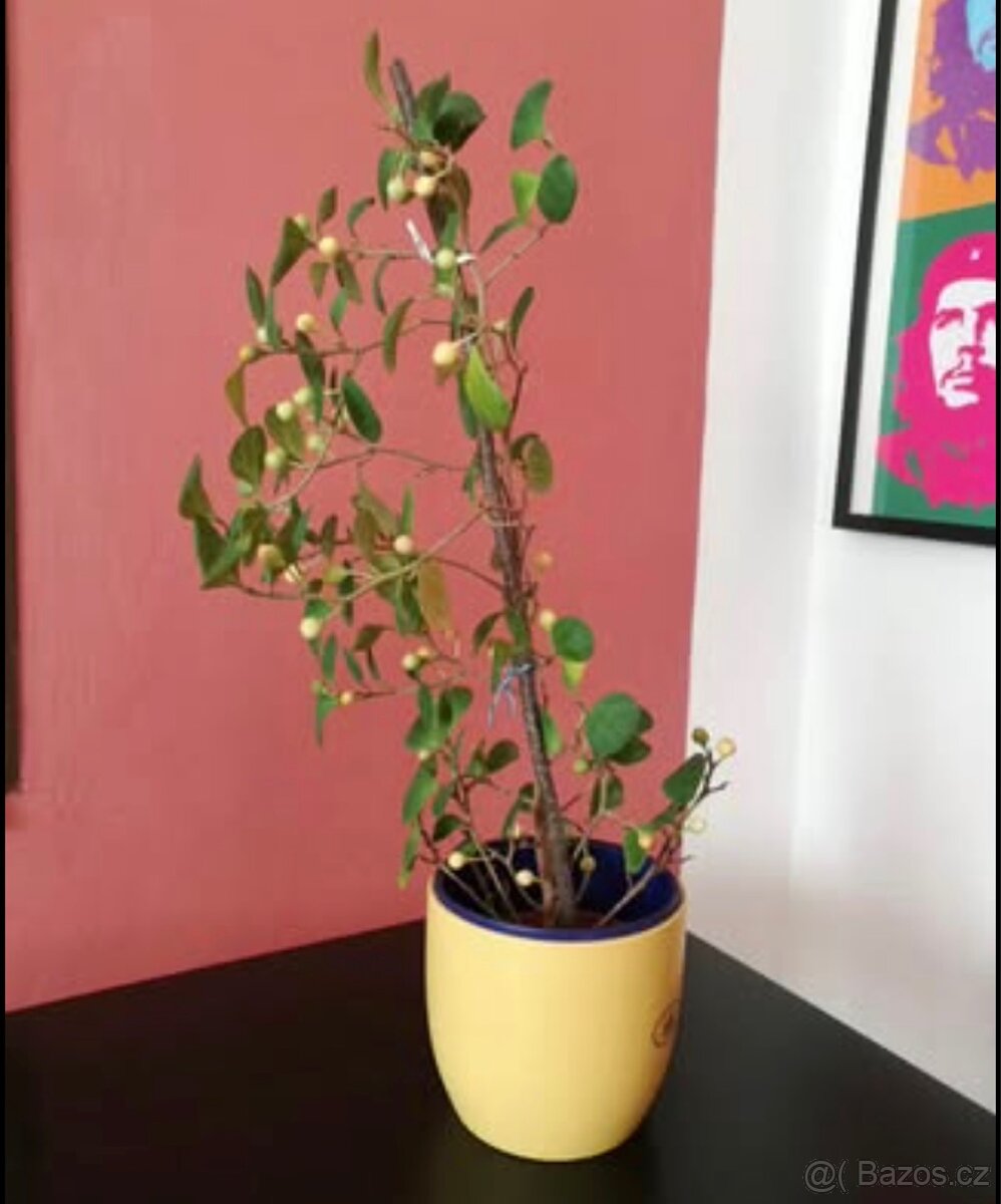 Vzacny fikus deltoidea - 2