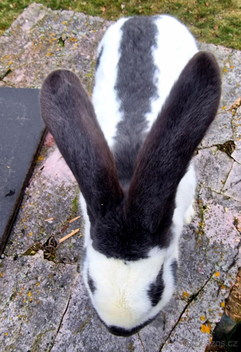 Německý obrovitý strakáč - 2