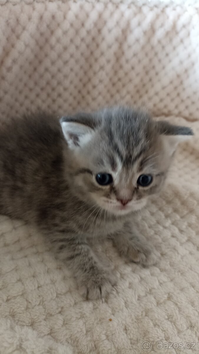 Britská whiskas kočička s PP - 2