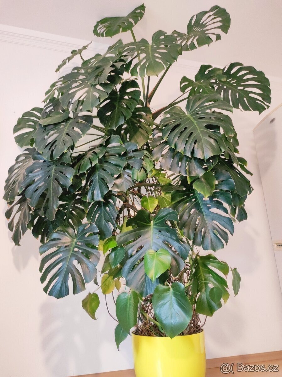 Monstera - 2