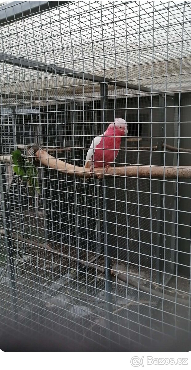 Kakadu růžový lutino - 2