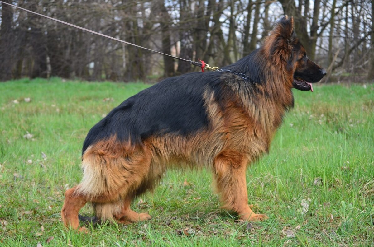 Nemecky ovcak dlouhosrsty - 2