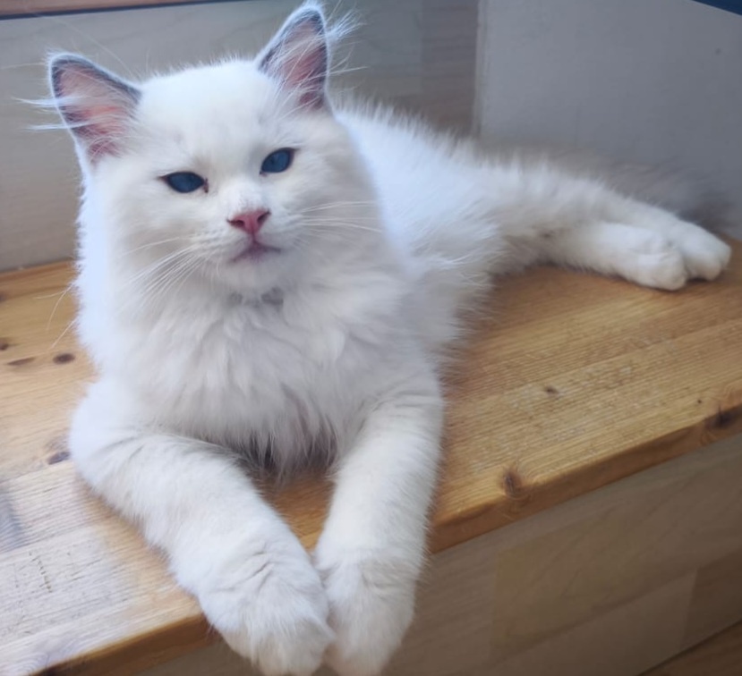 Ragdoll blue bicolor kocourek s pp - 2