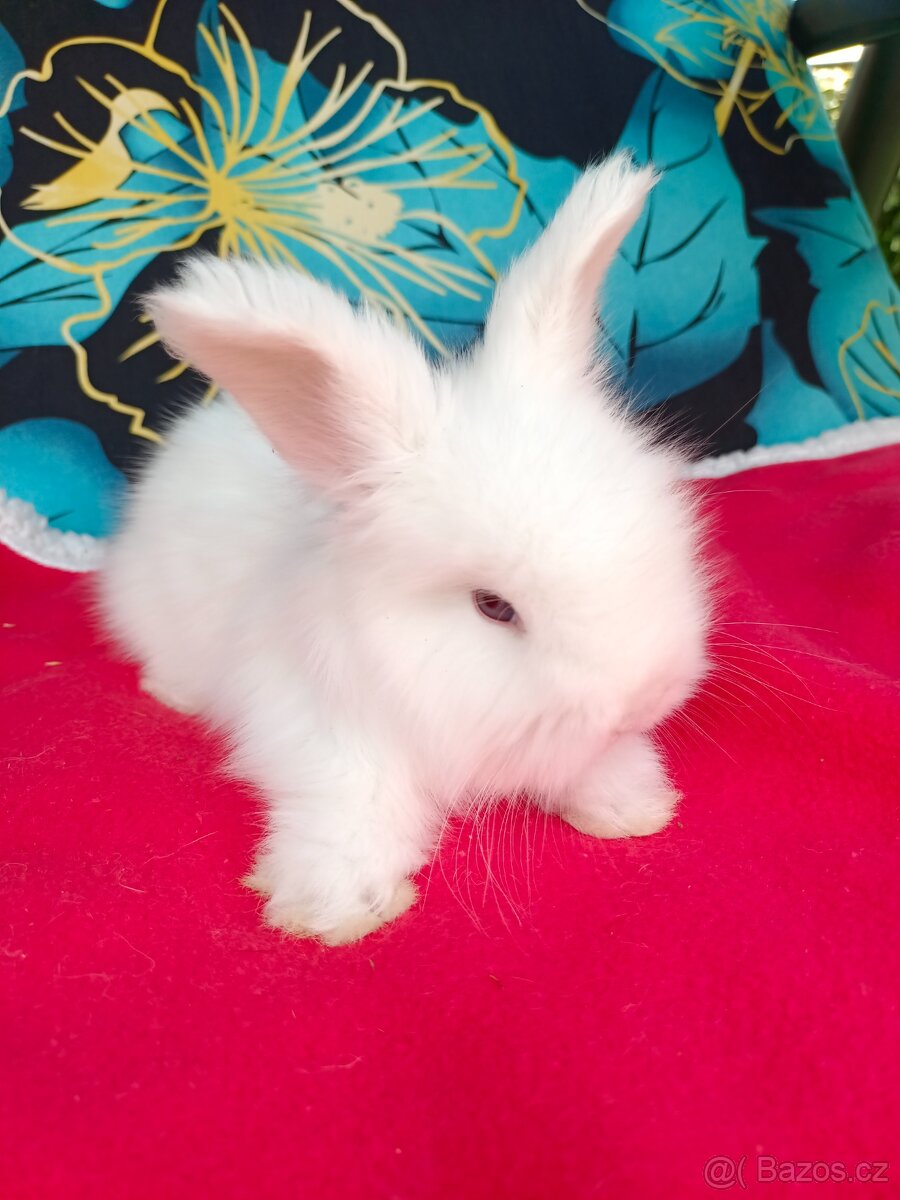 Anglická angora - 2