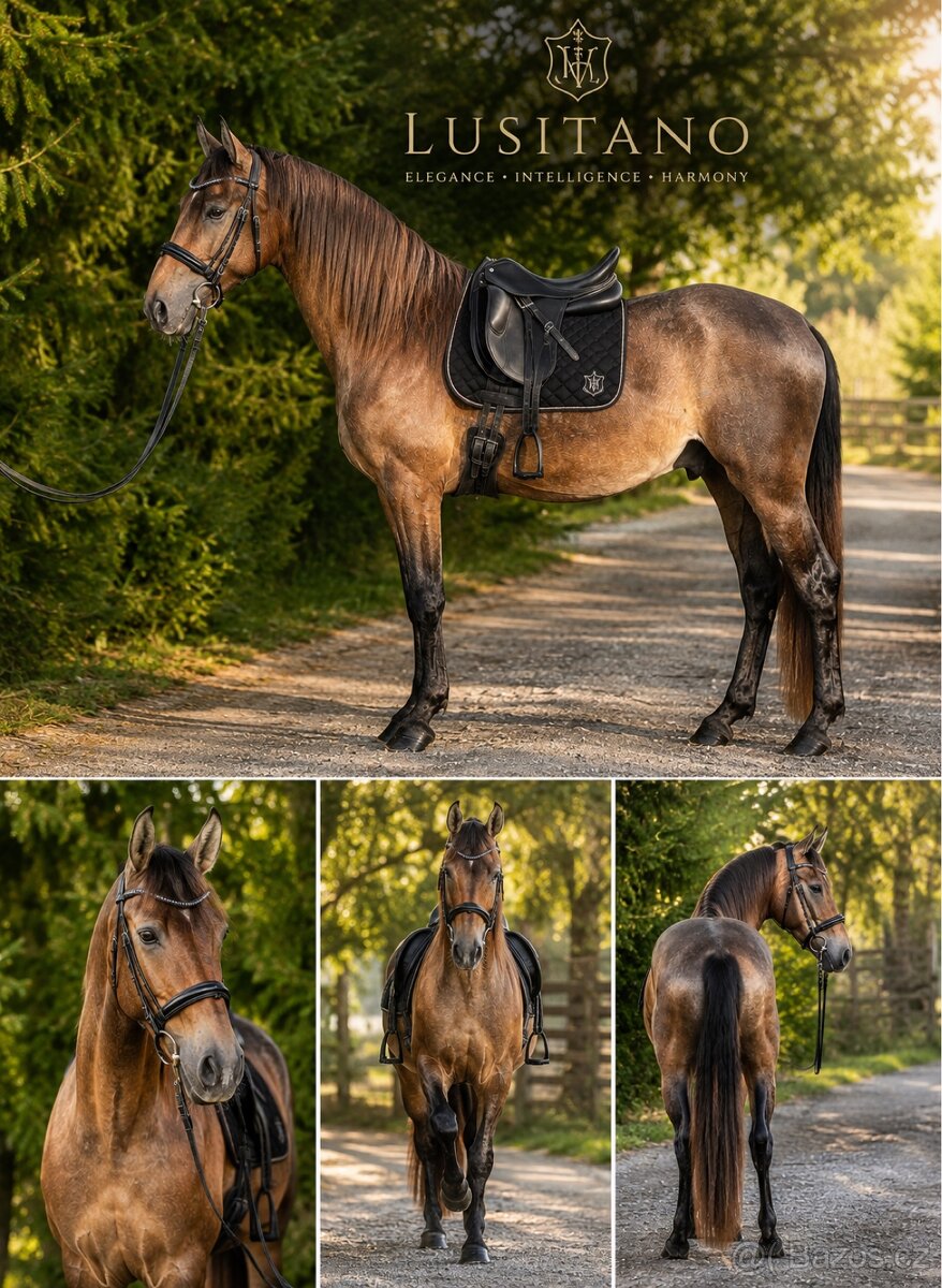 Prodám Hřebečka Lusitano - 2